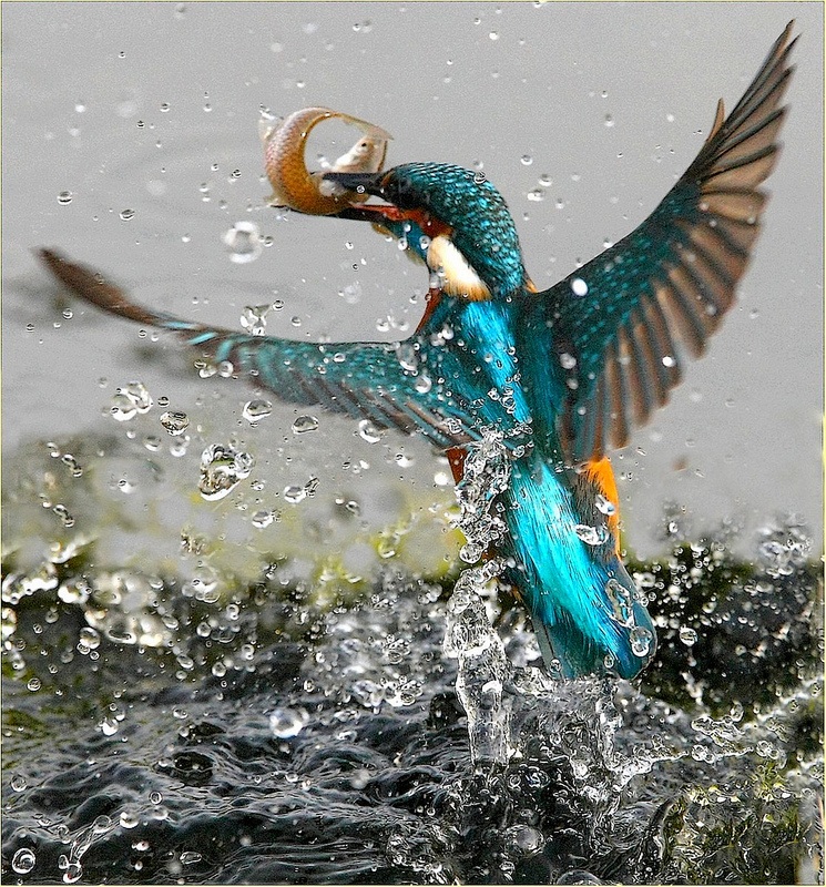 ,, Fishing kingfisher,...