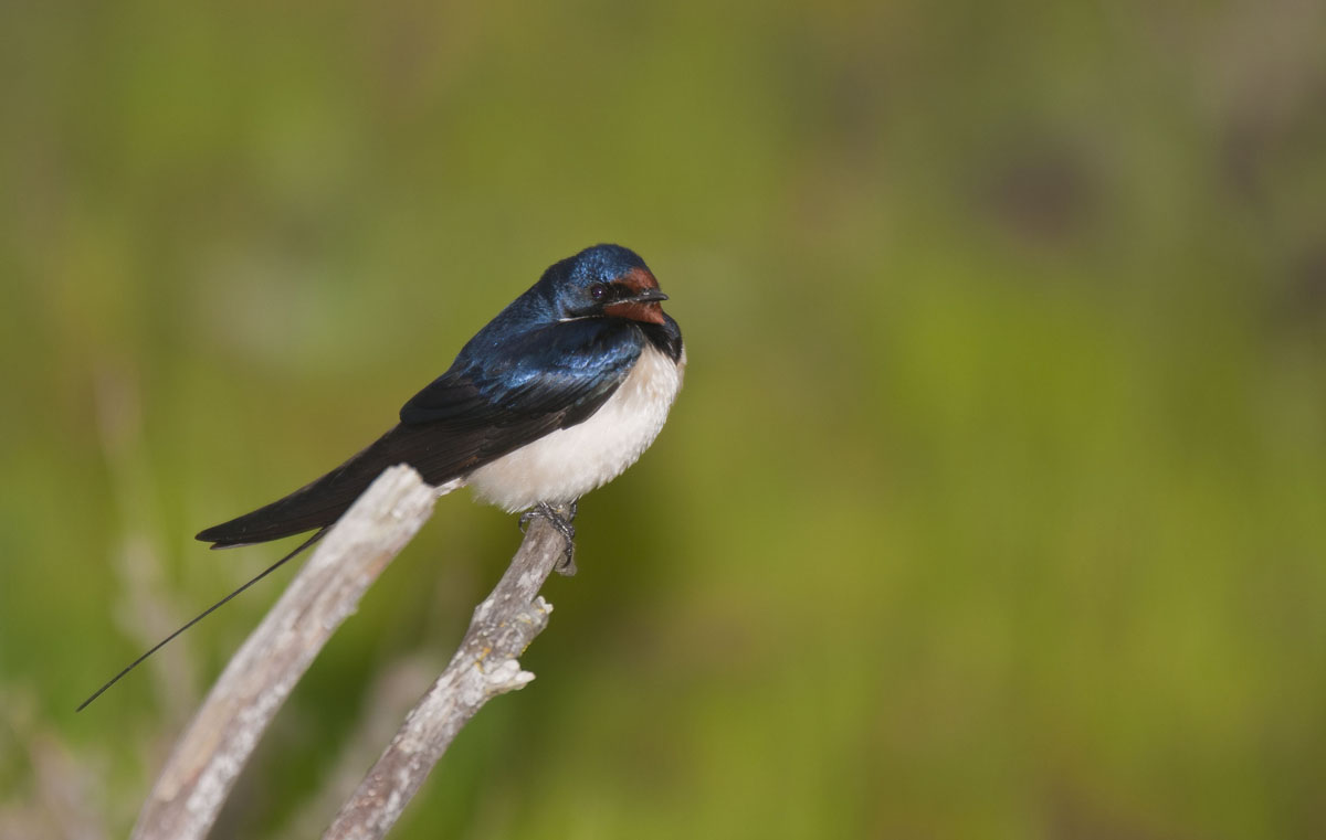 common swallow...