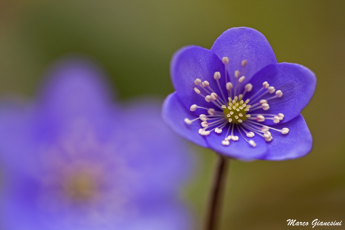 Hepatica nobilis...