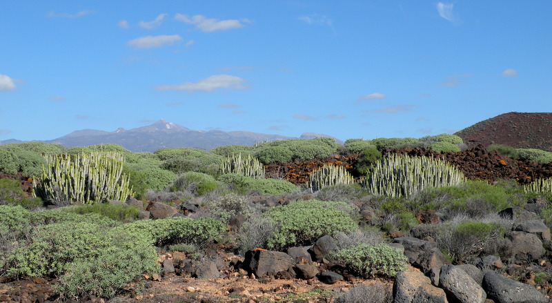 Tenerife-punta Rasca in gennaio-...