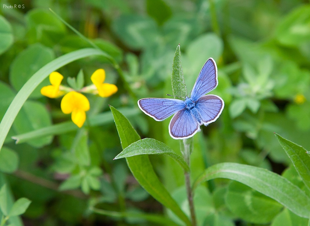 Butterfly...