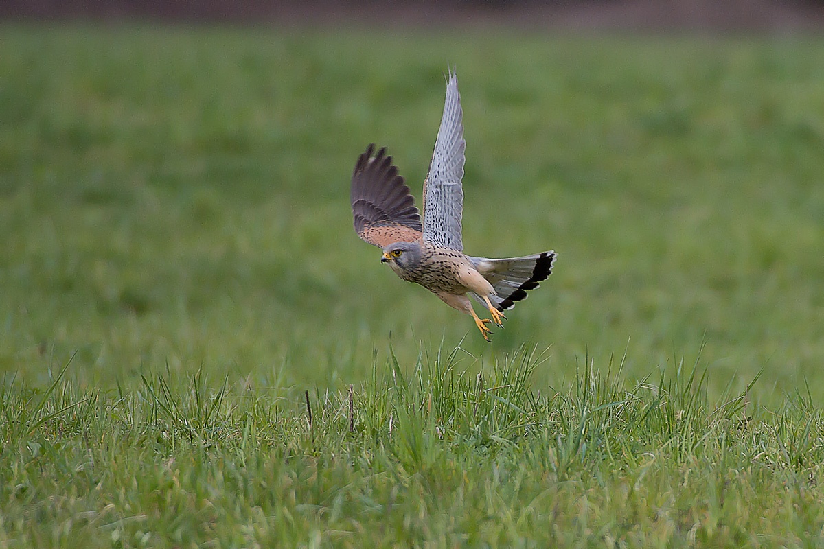 kestrel...