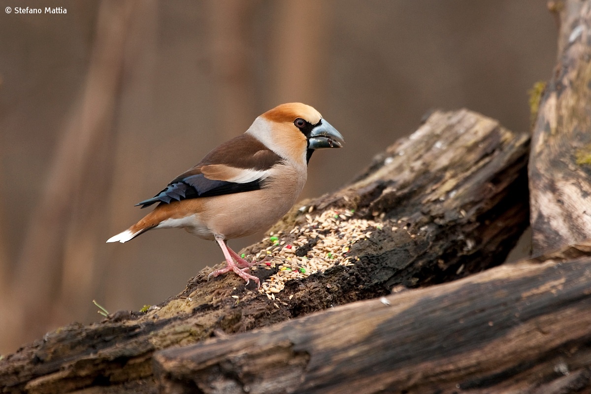 Hawfinch...