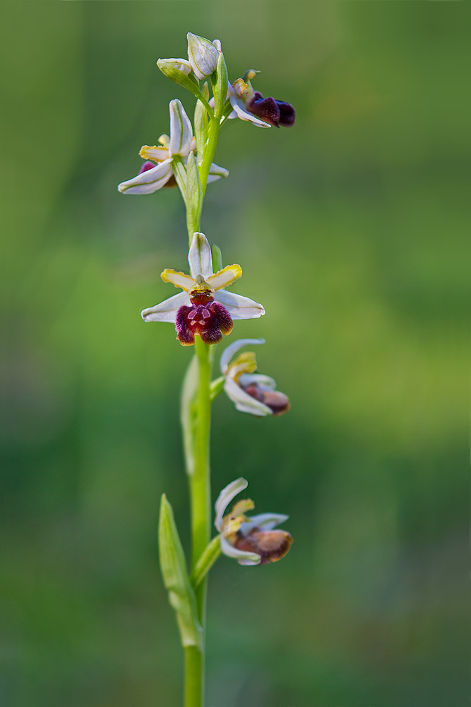 Ophrys passionis...