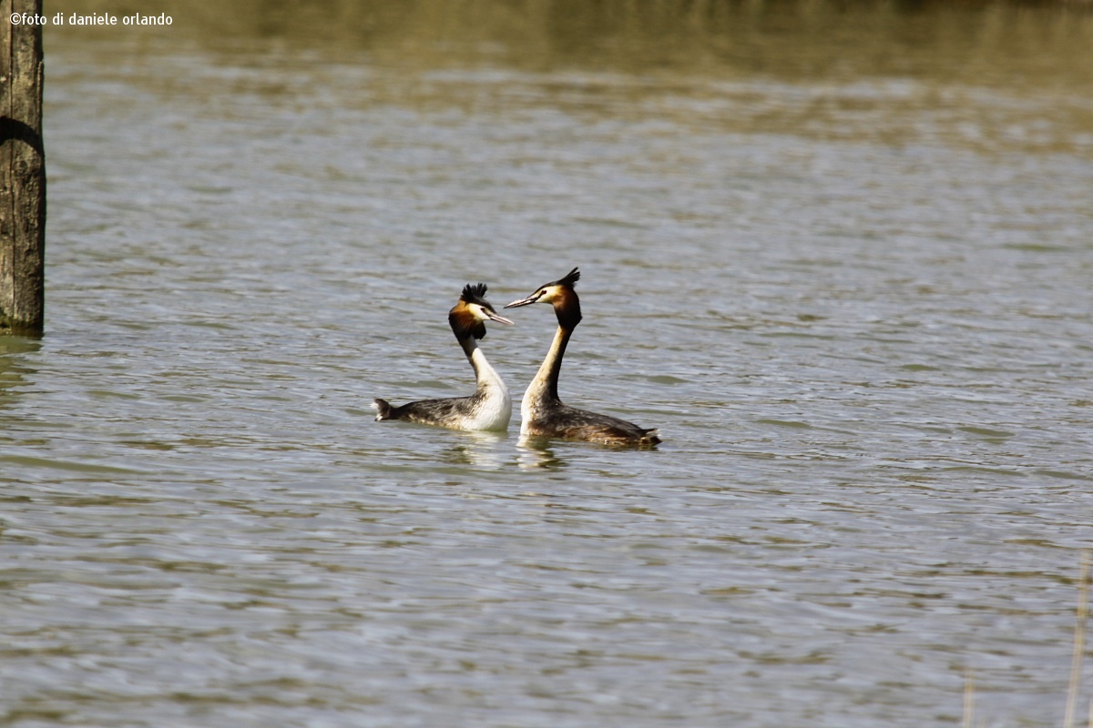 grebes in coupling...