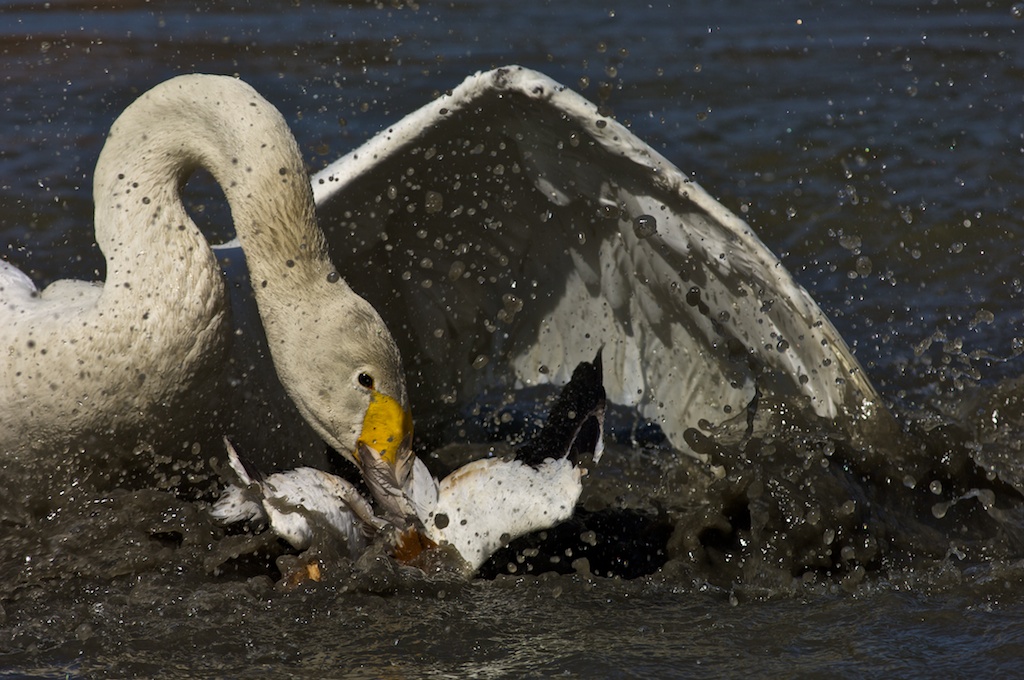 Swan violent...