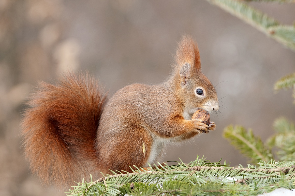 Squirrel...