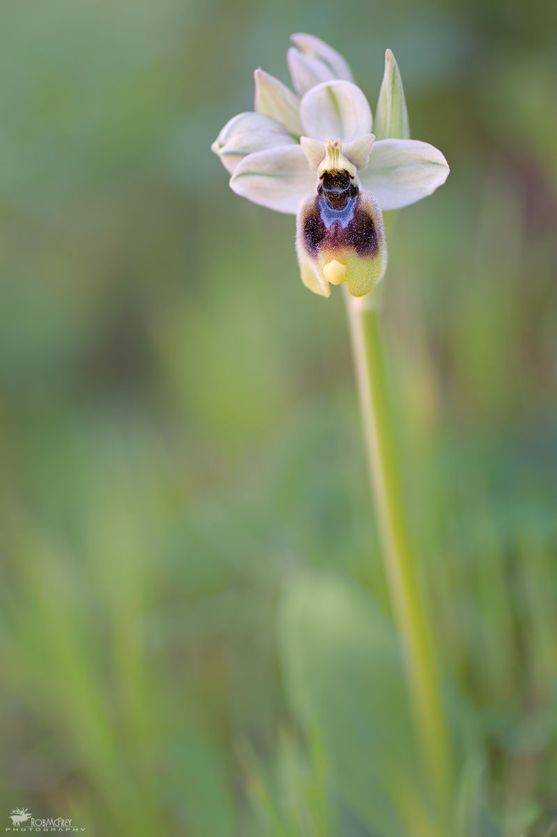 Ophrys tenthredinifera...