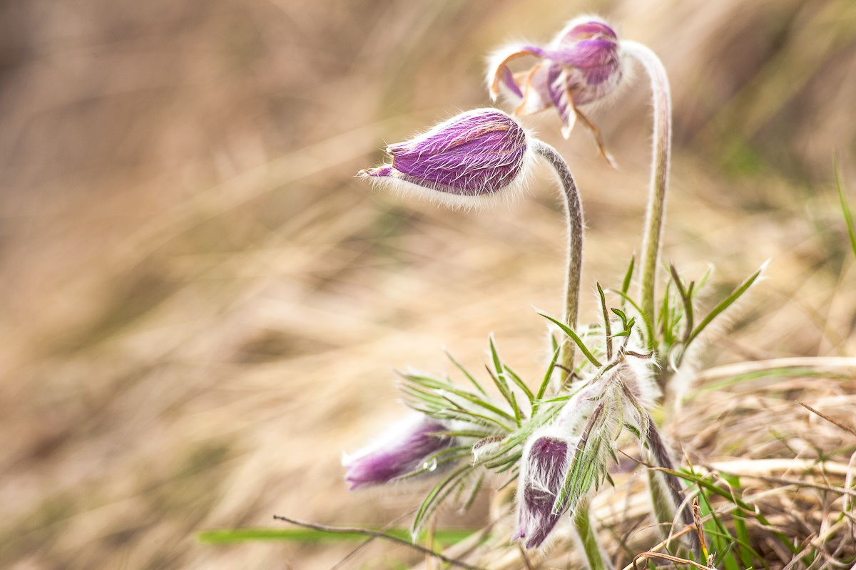 Pulsatilla montana...