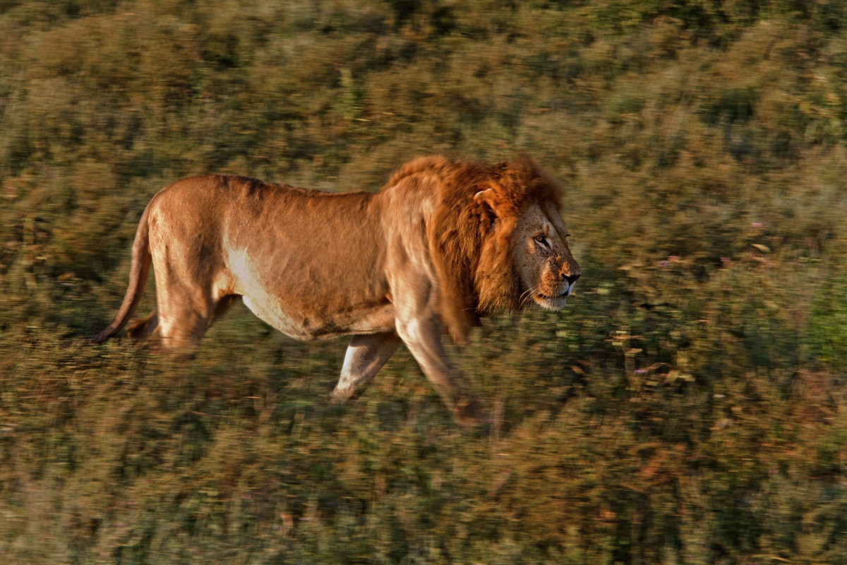 Every morning in Africa a lion .......