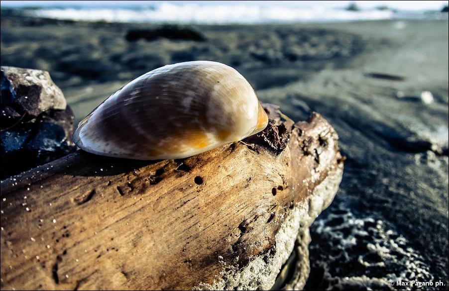 lonely shell, tower Astura...