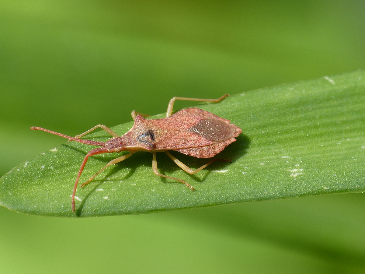 Leptoglossus occidentalis bug-American...
