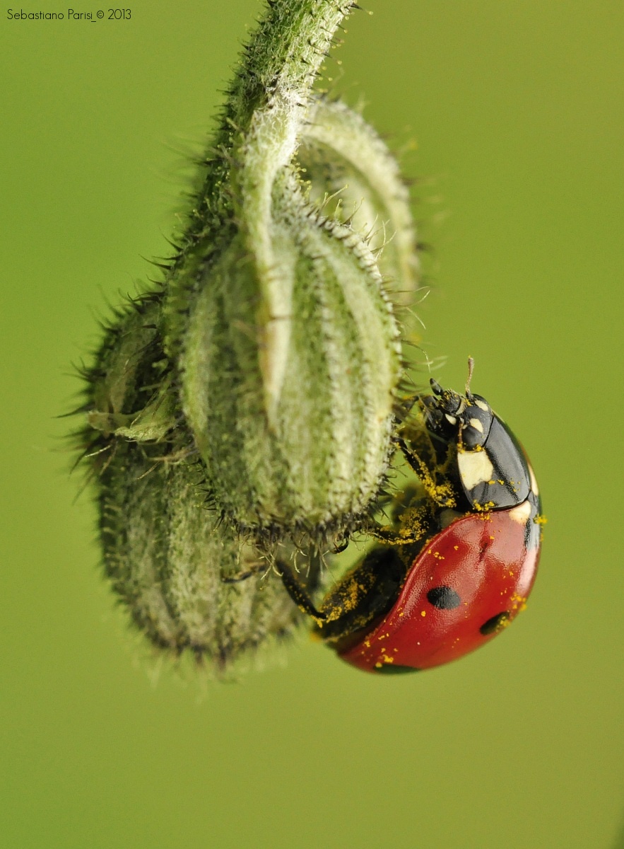 Ladybug...