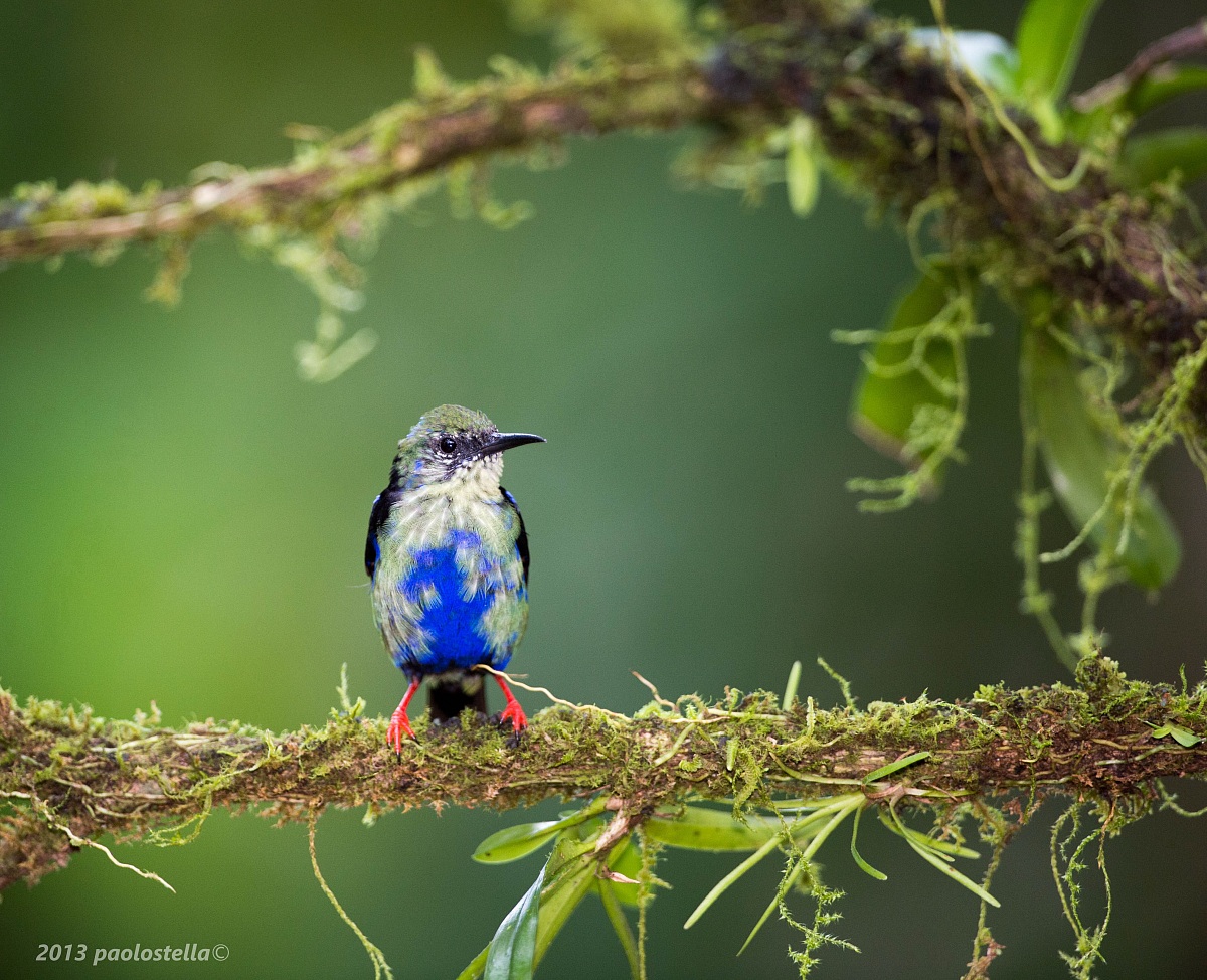 Young Red-legged Honeycreeper...