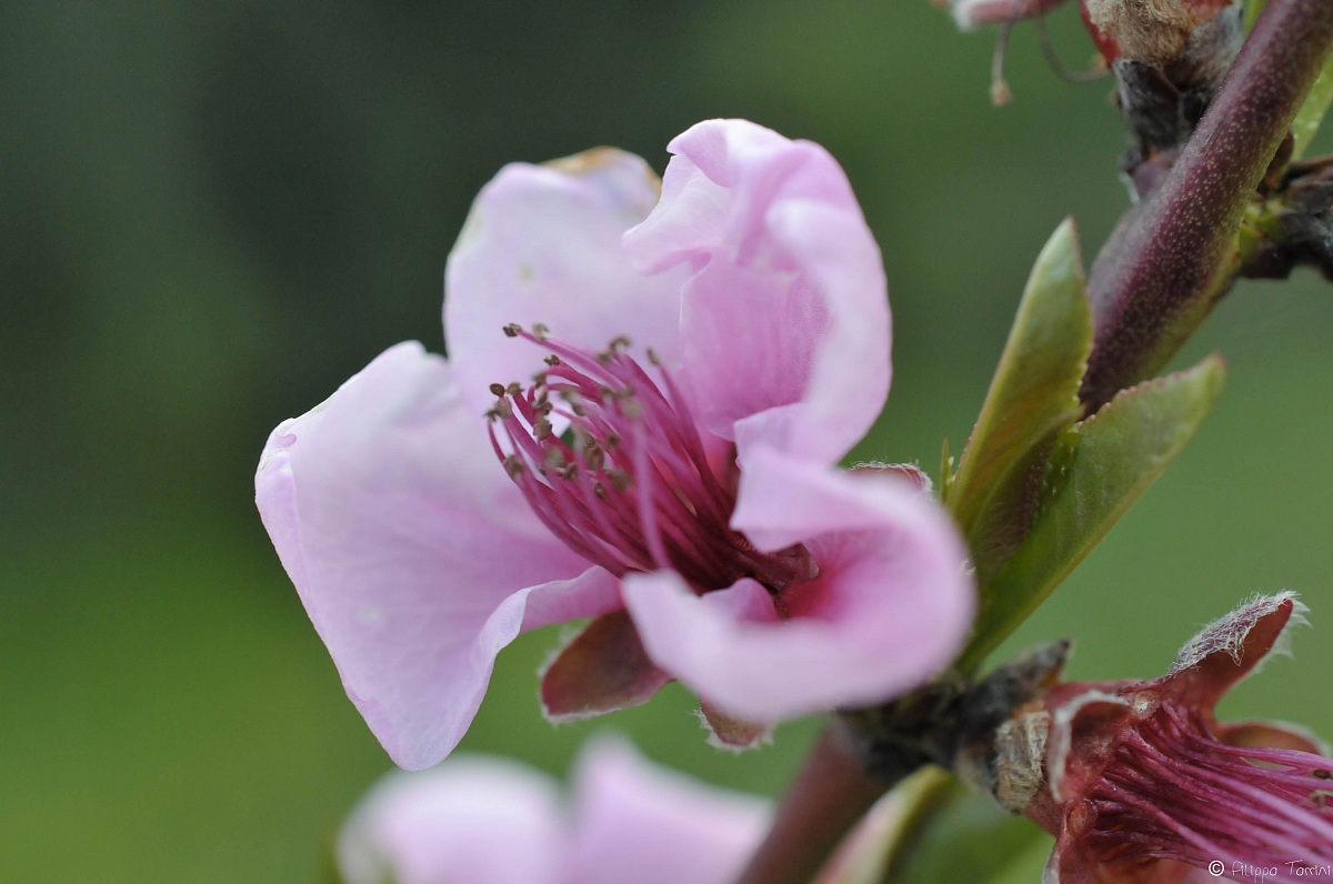 fiori di pesco...