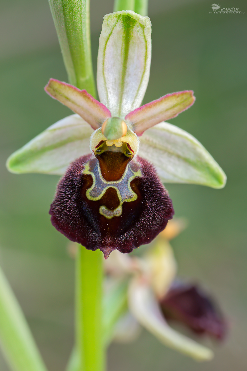 Ophrys morisii...