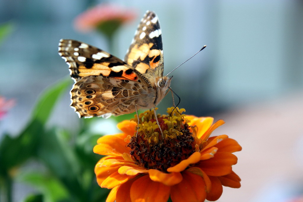 Butterfly on zinnia...