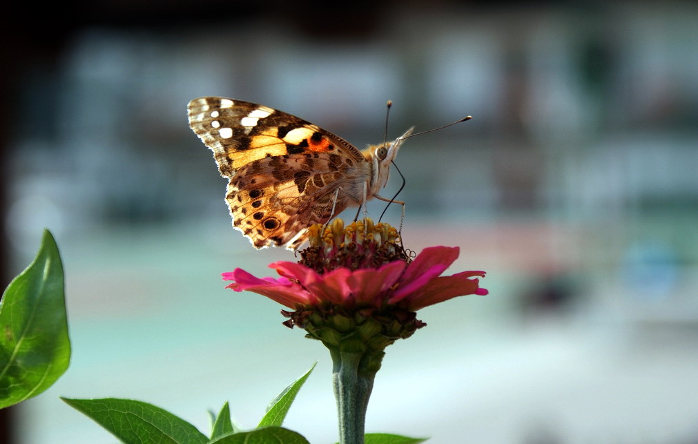 Butterfly on zinnia...