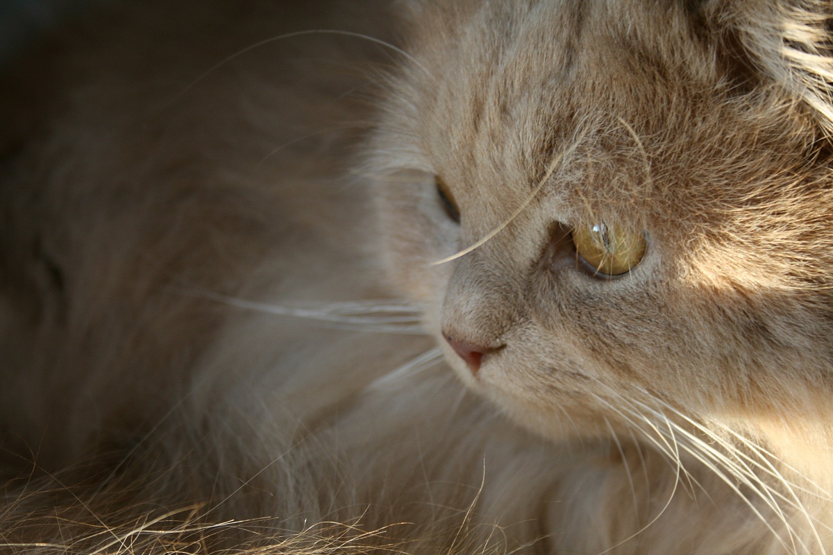 Manfred - 2...