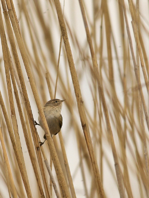 Among the reeds...