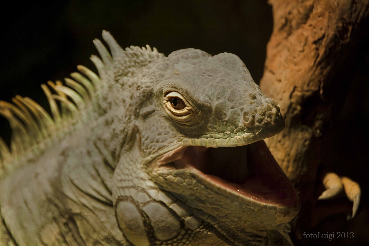 iguana...