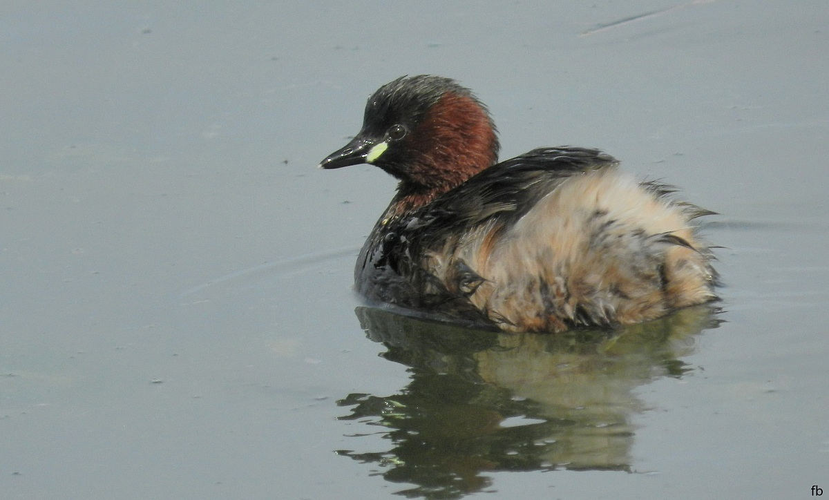 the little grebe...