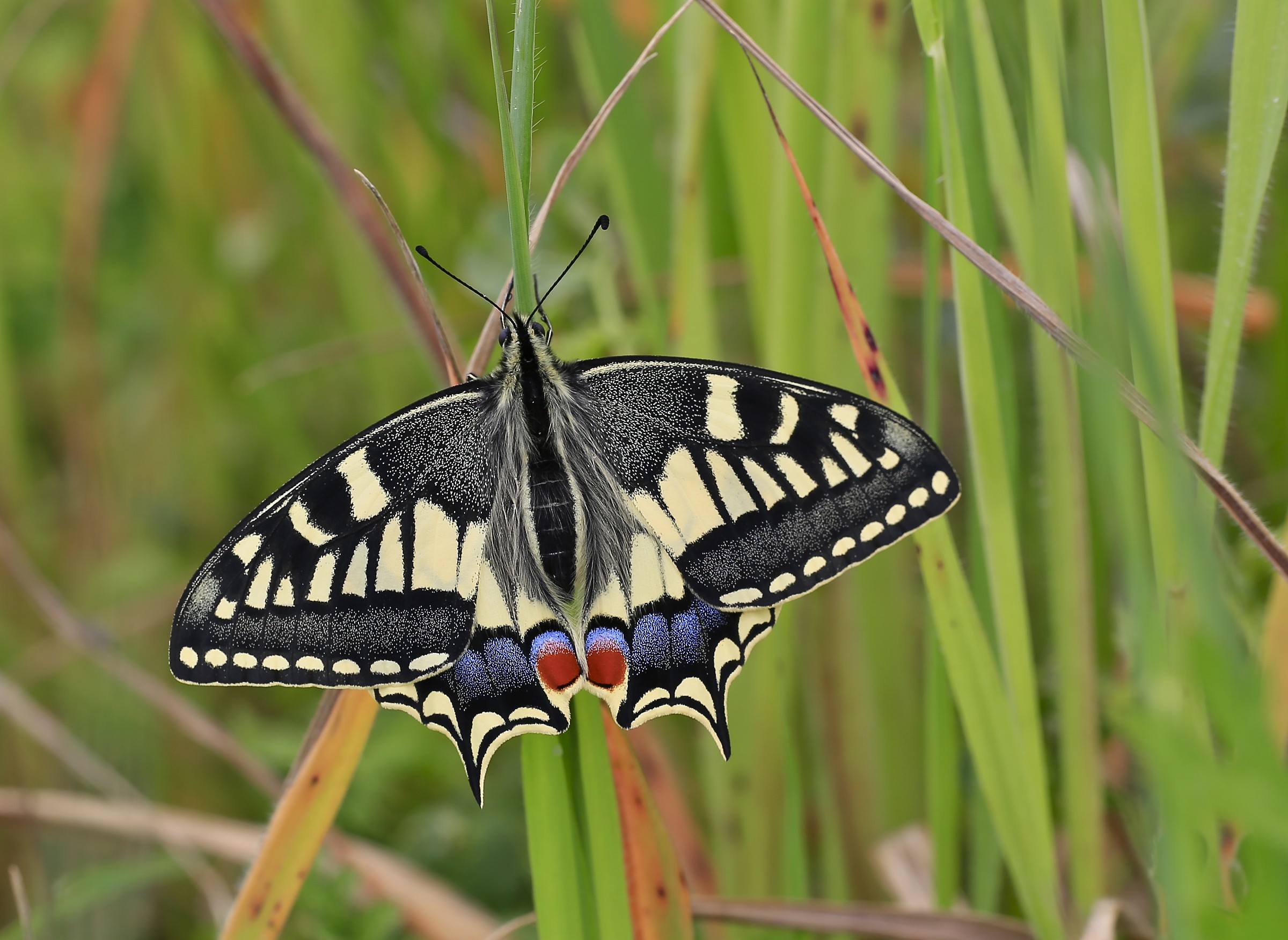 classic but ..... 'first swallowtail...