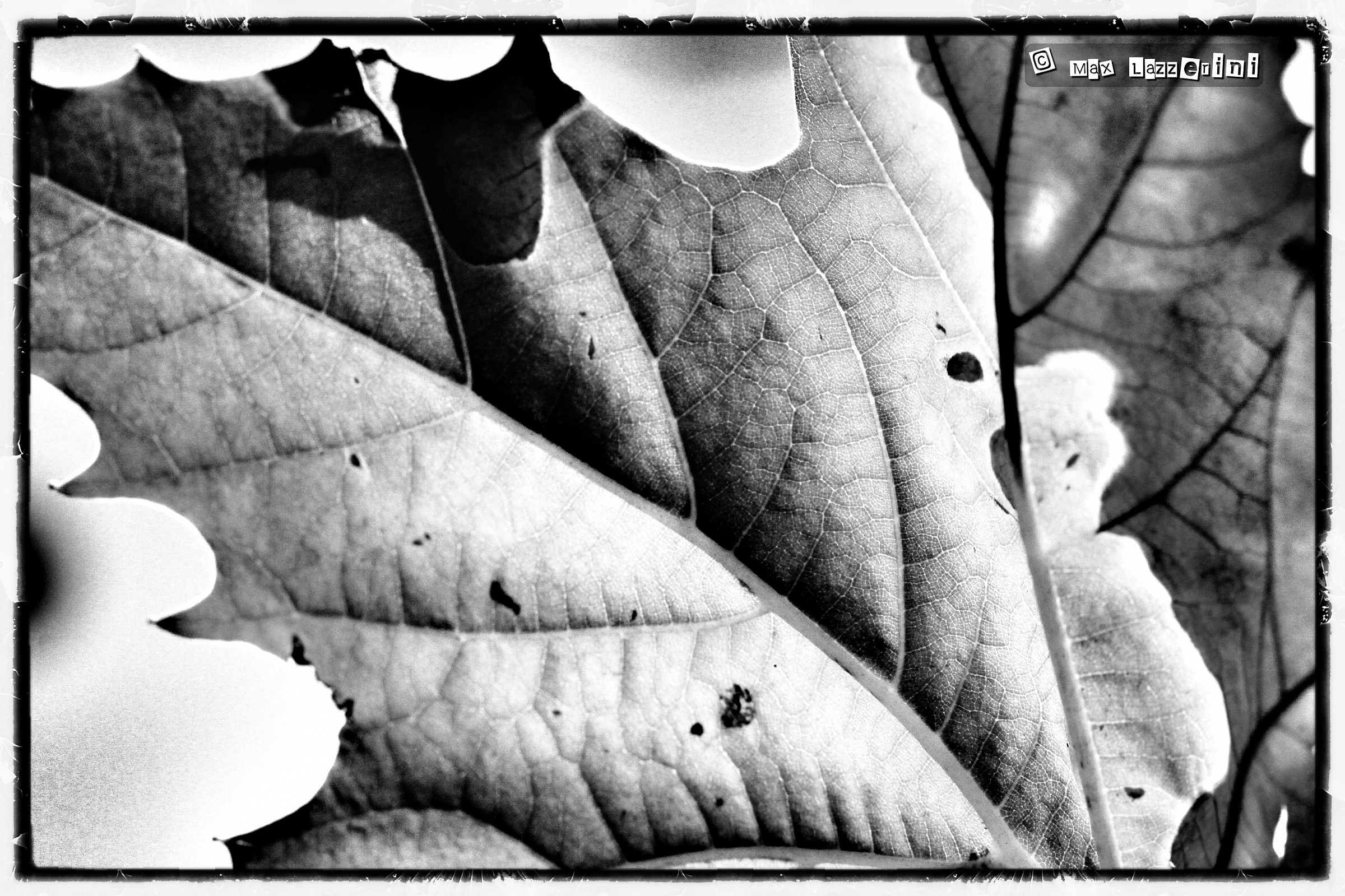 Leaves...