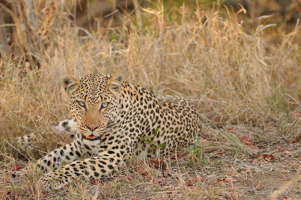 giovane leopardo maschio...