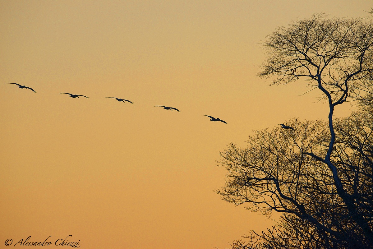 Dawn of pelicans...