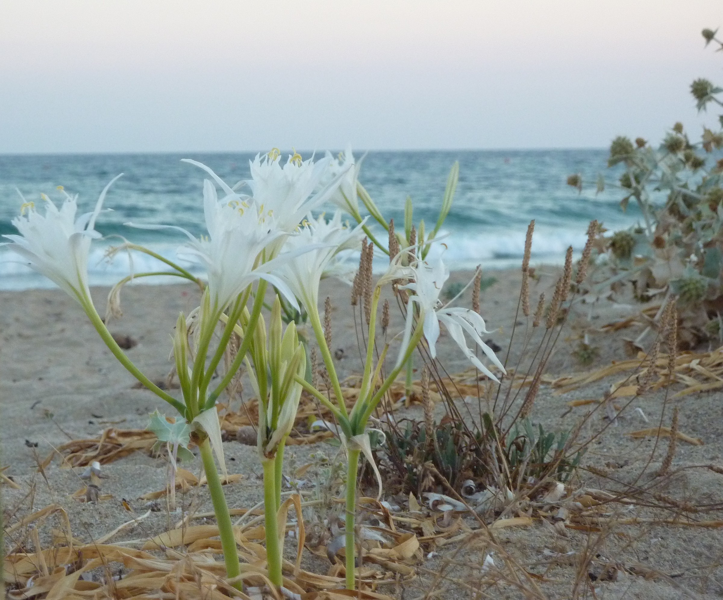 Flowers Salento...