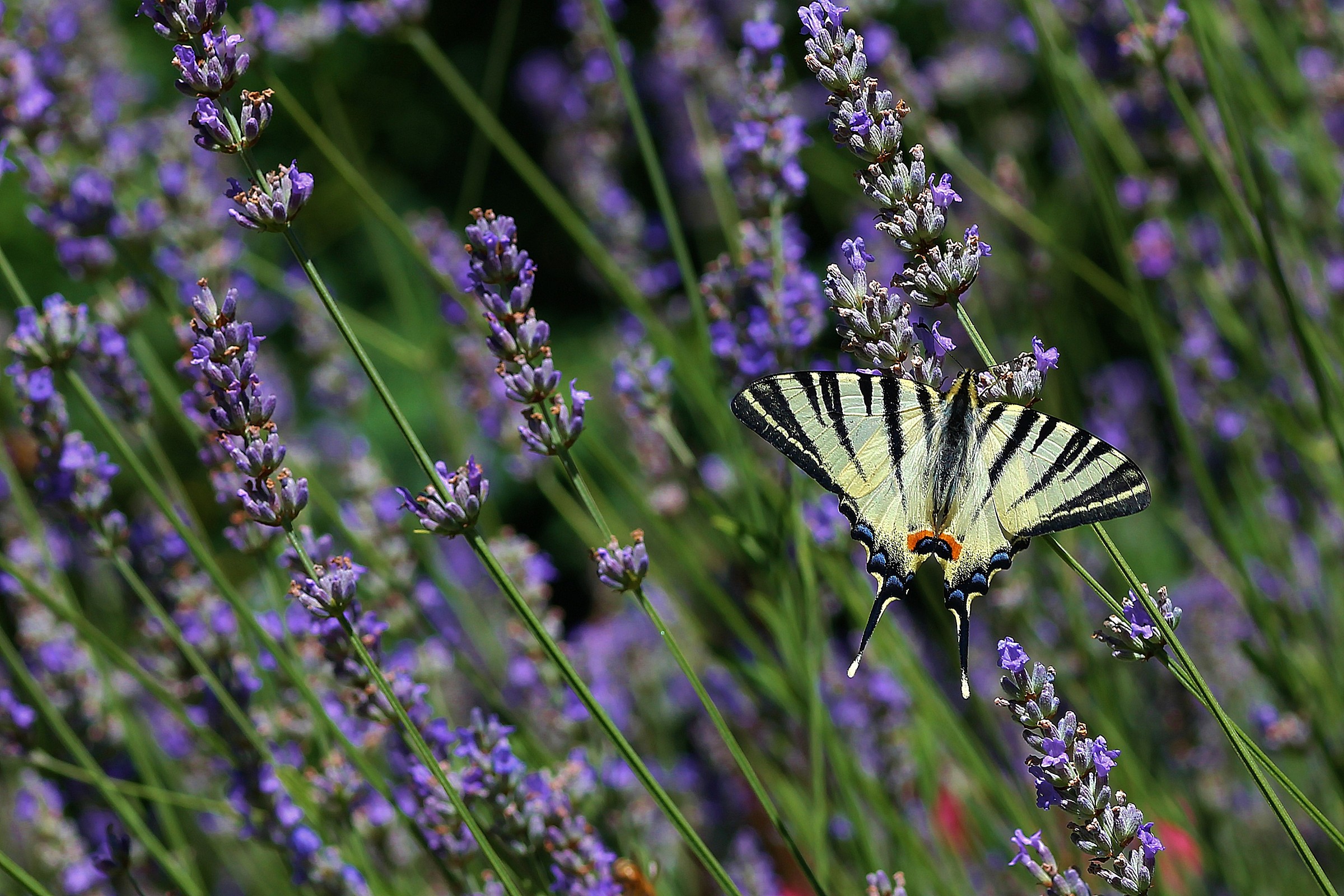 The swallowtail between the lavender...