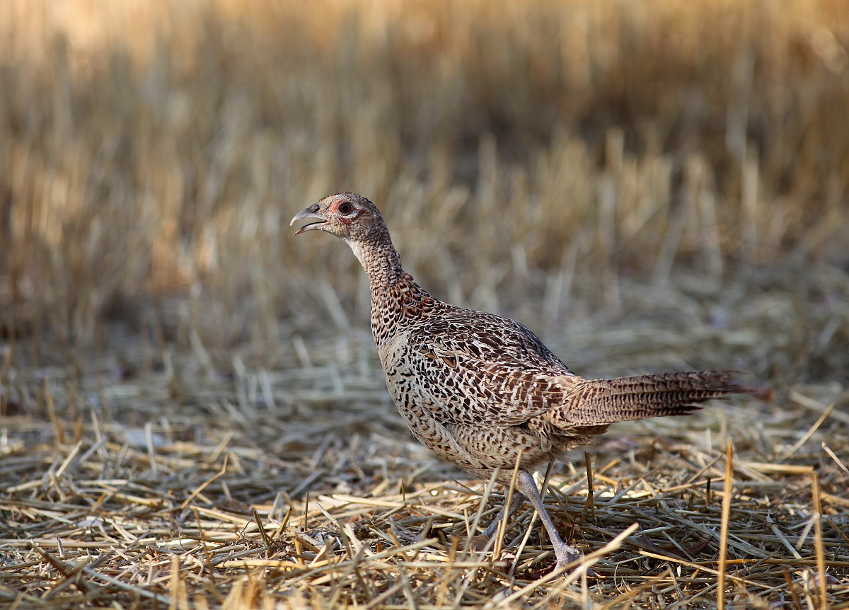 female pheasant...