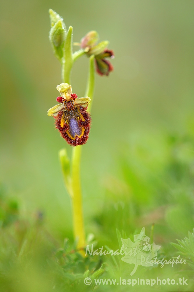 ...Ophrys speculum......