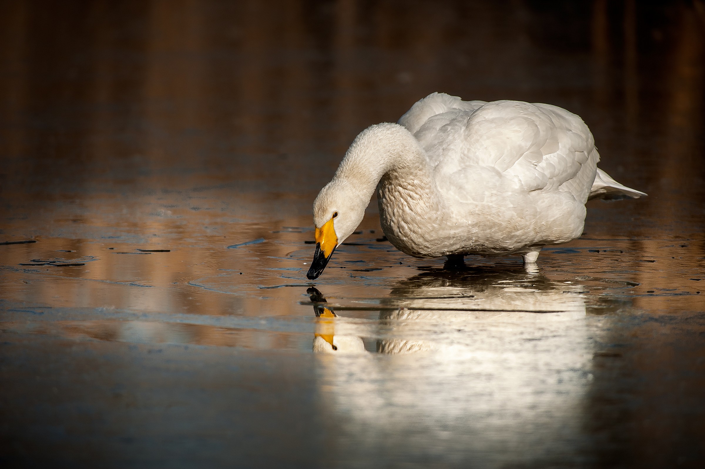 Whooper Swan...