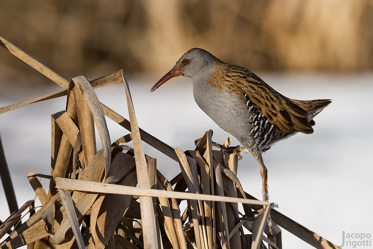Water Rail and snow...