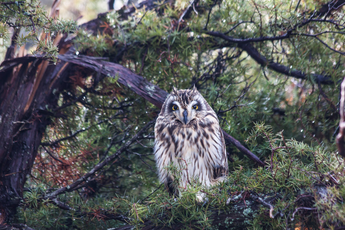 Short-eared Owl...