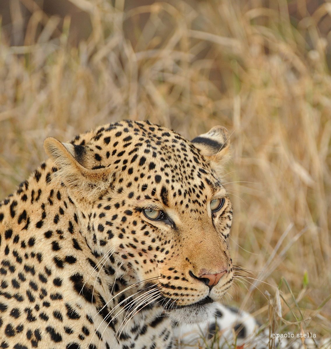 male leopard close-up...