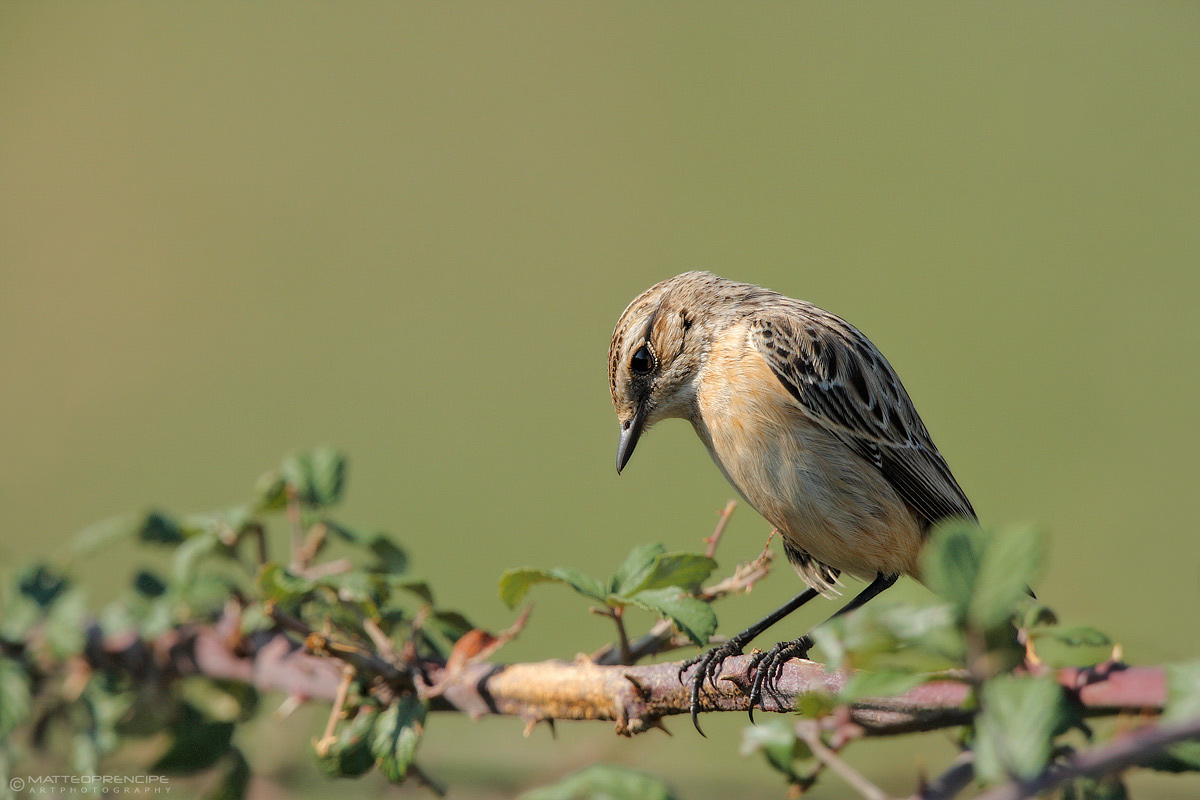 Whinchat...