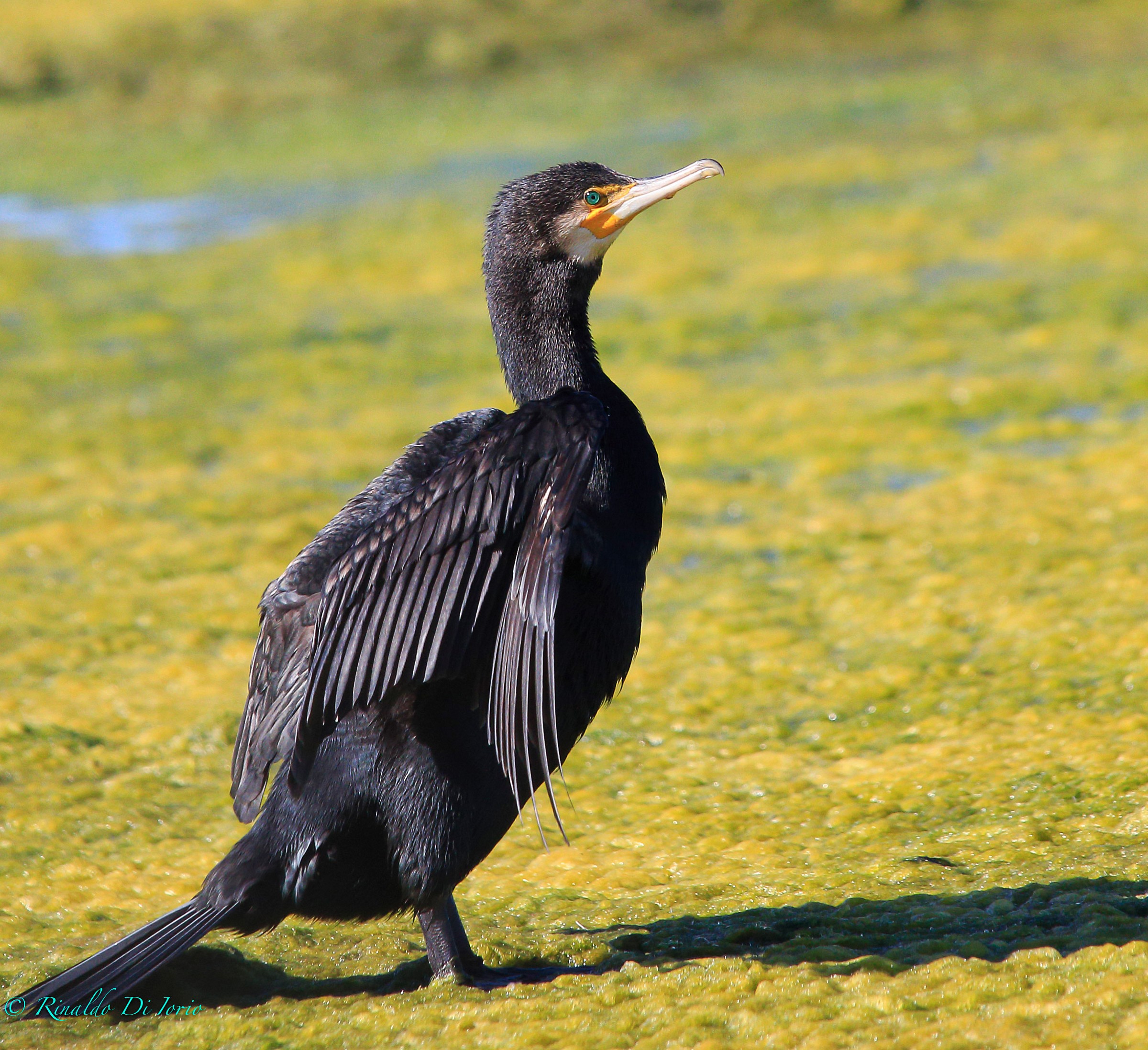 cormorant 3...