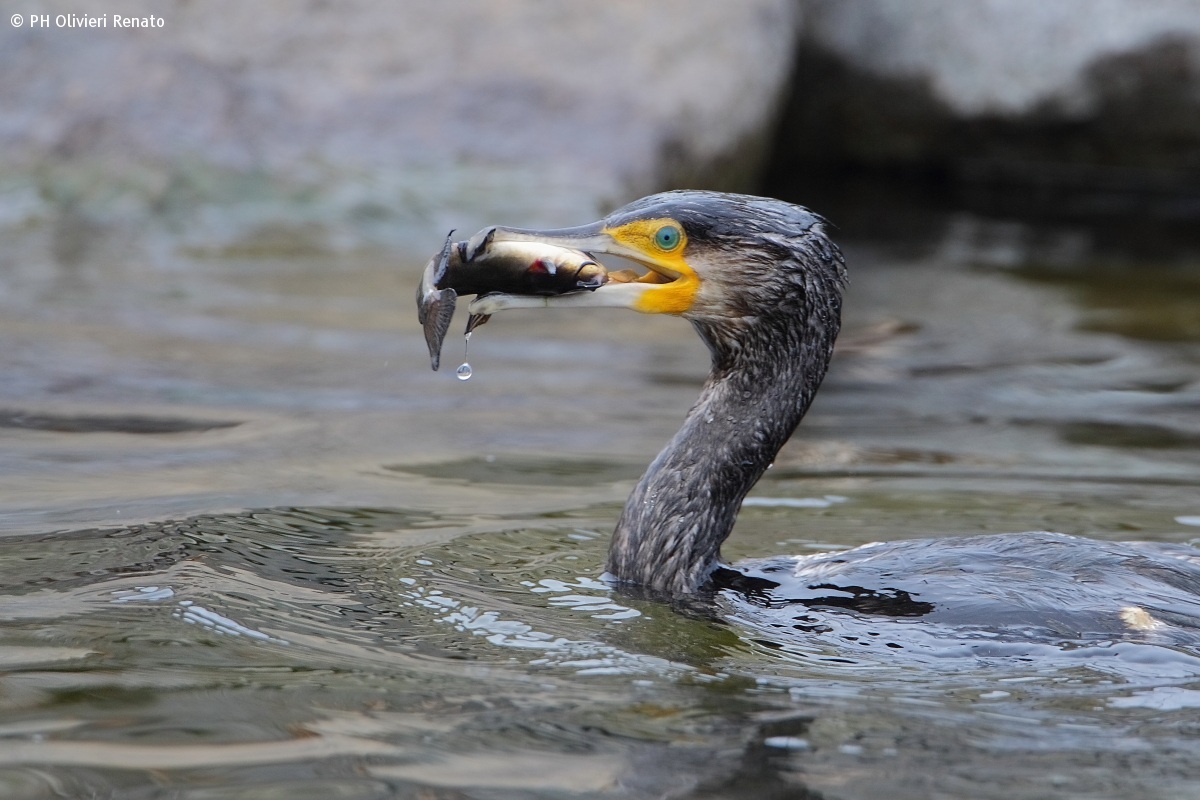 Cormorant with prey...