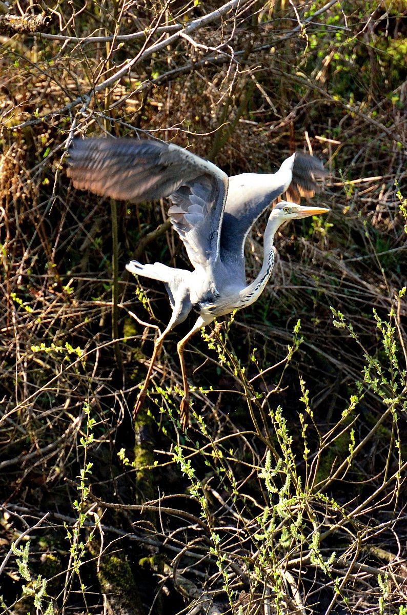 Grey Heron...