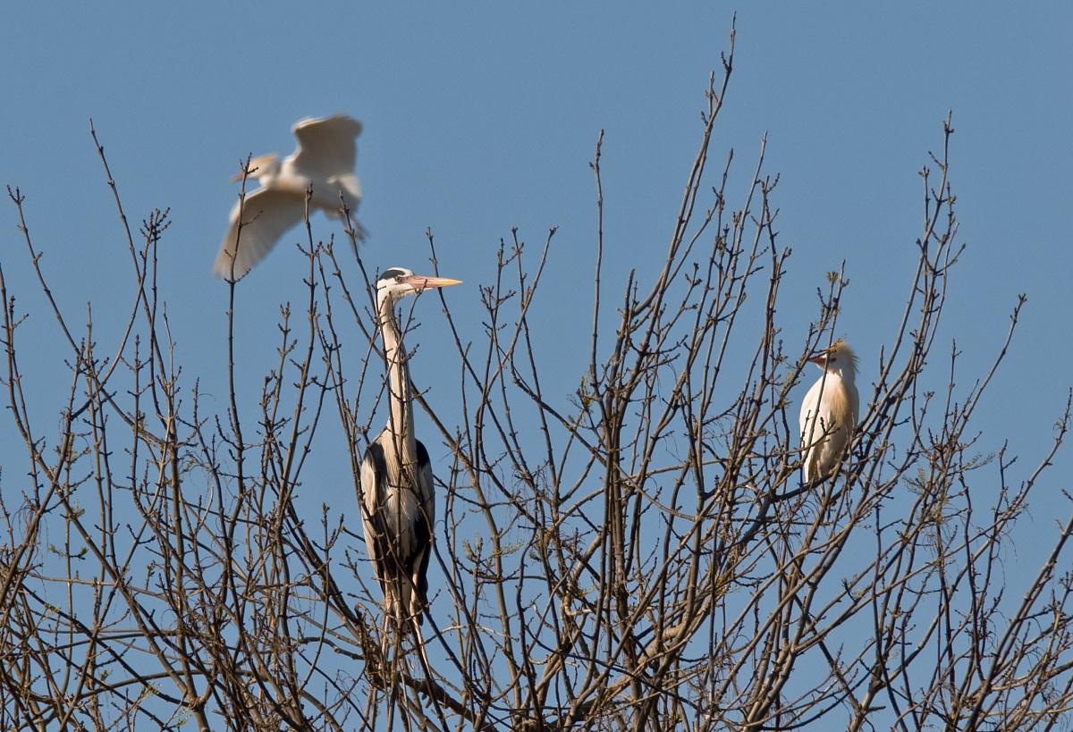 Greys herons and egret...
