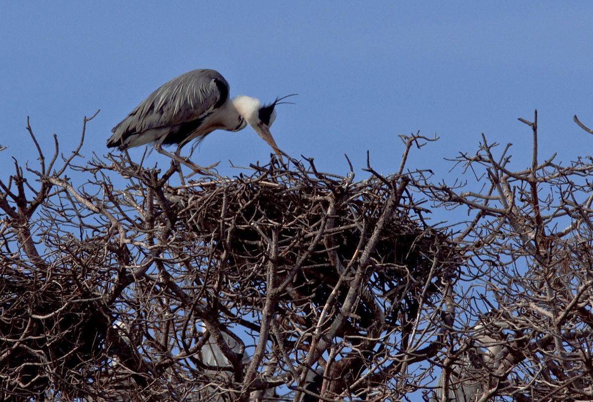 Grey Heron at nest...
