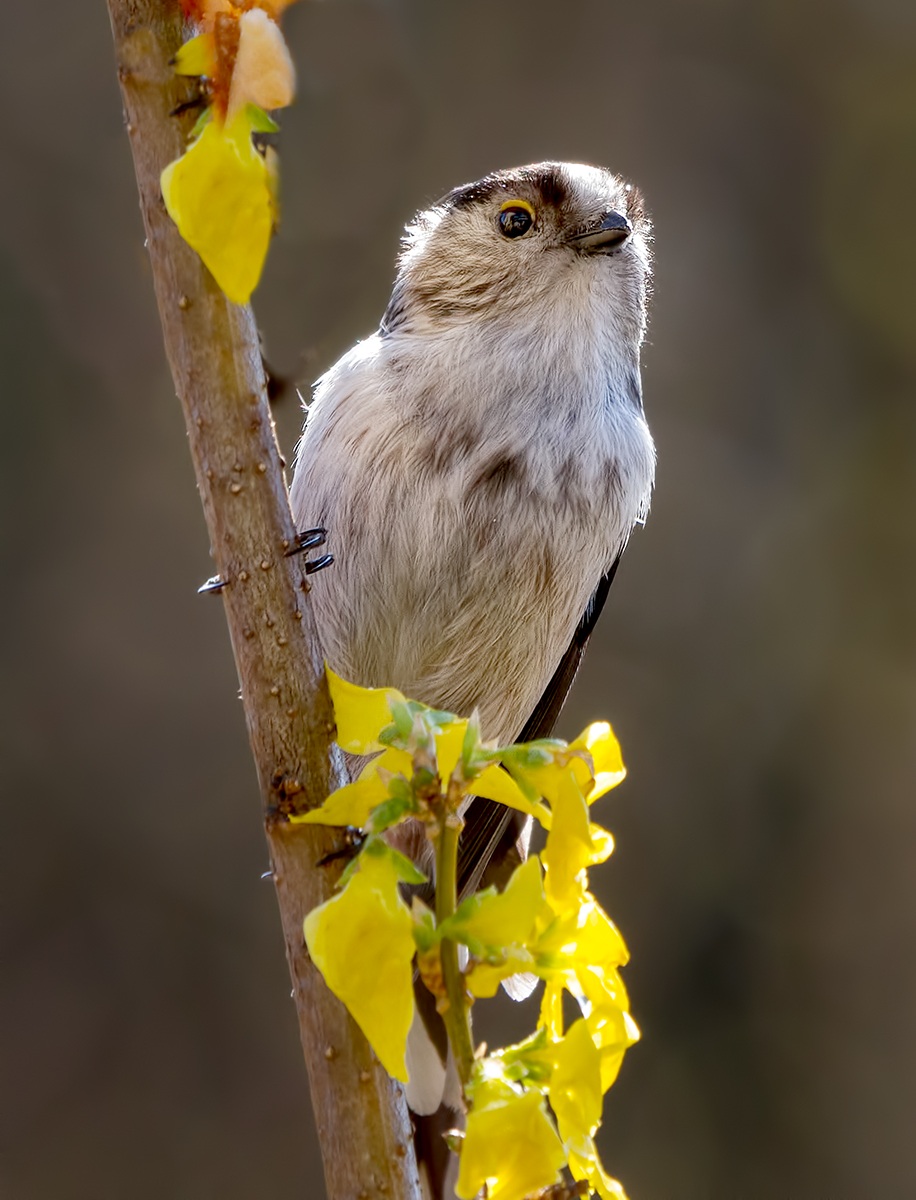 Long-tailed Tit in springtime...