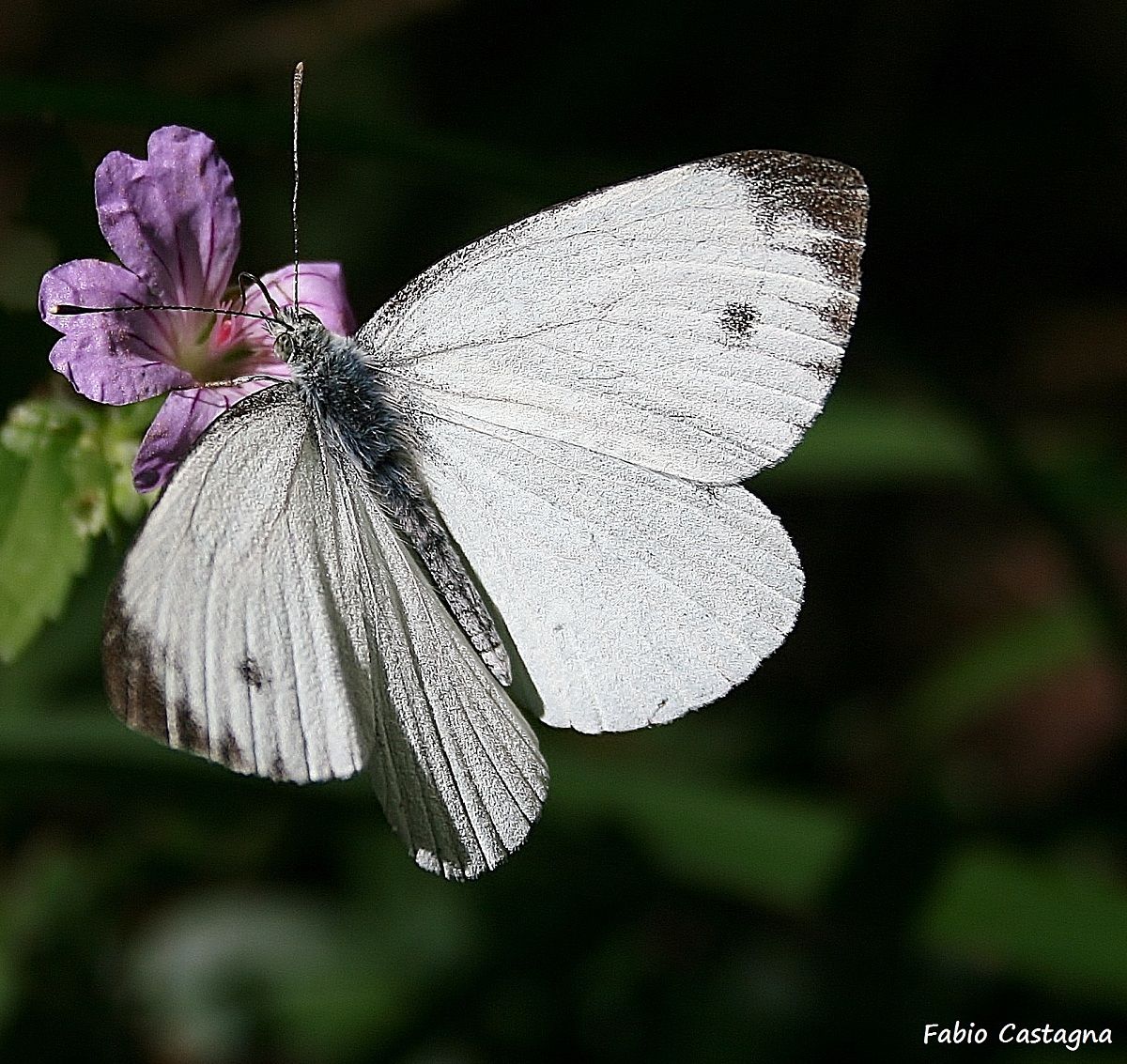 White butterfly...
