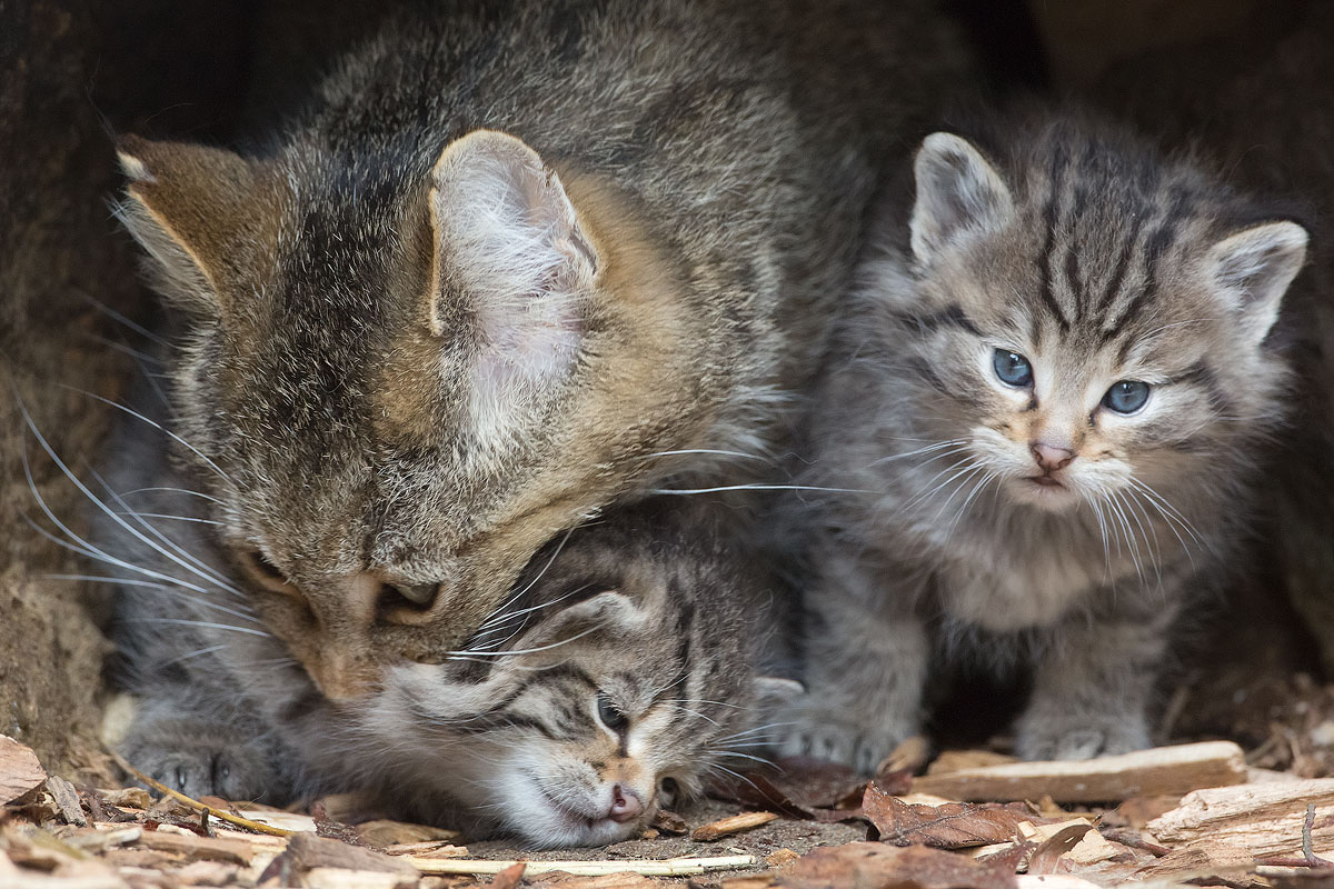 Wild cat with kittens...