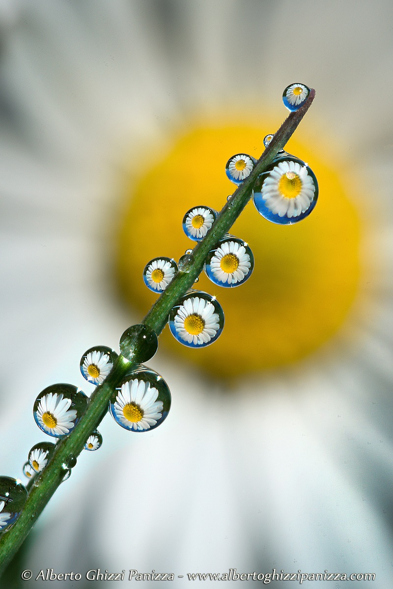 Reflections of a daisy...