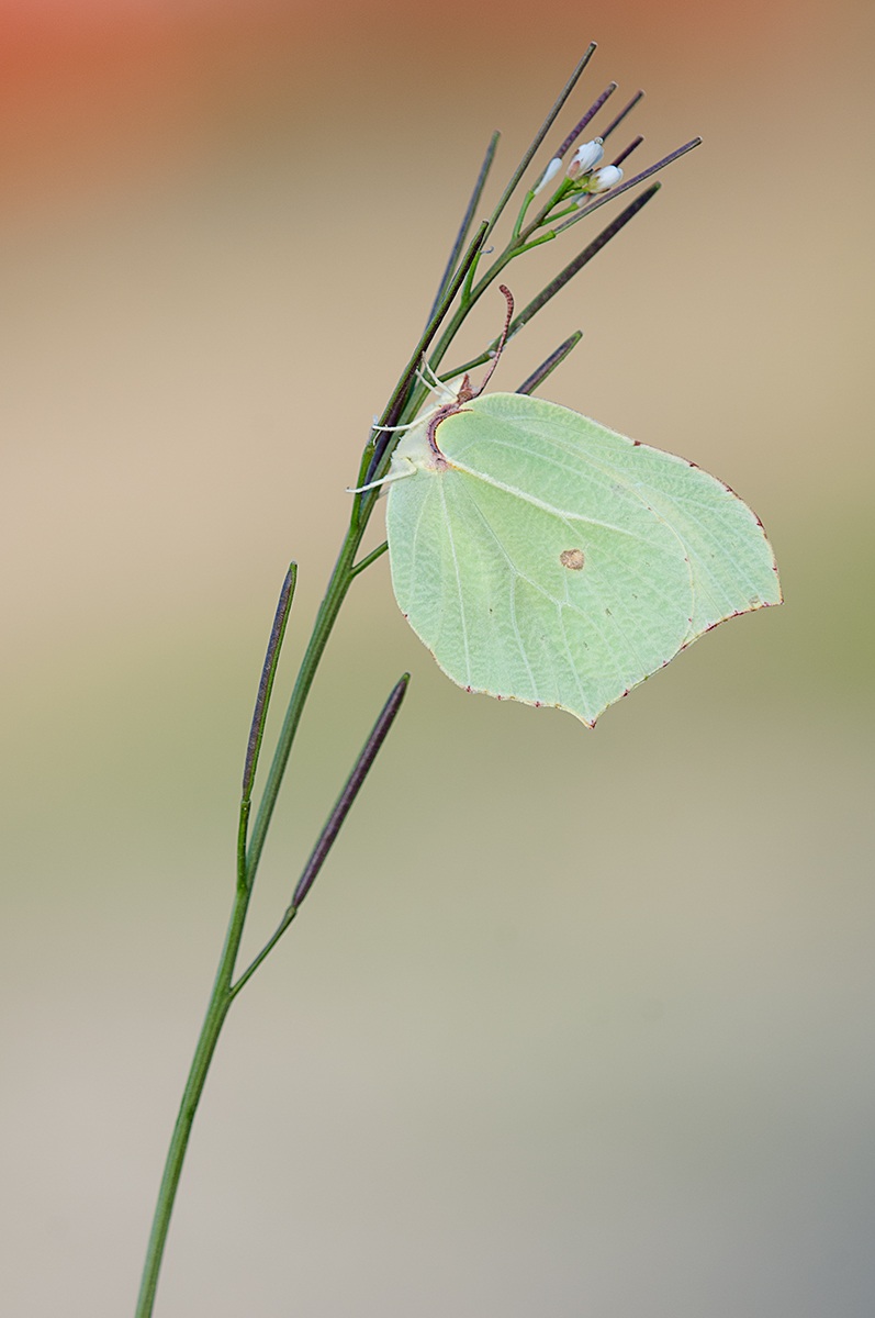 Gonepteryx rhamni?...