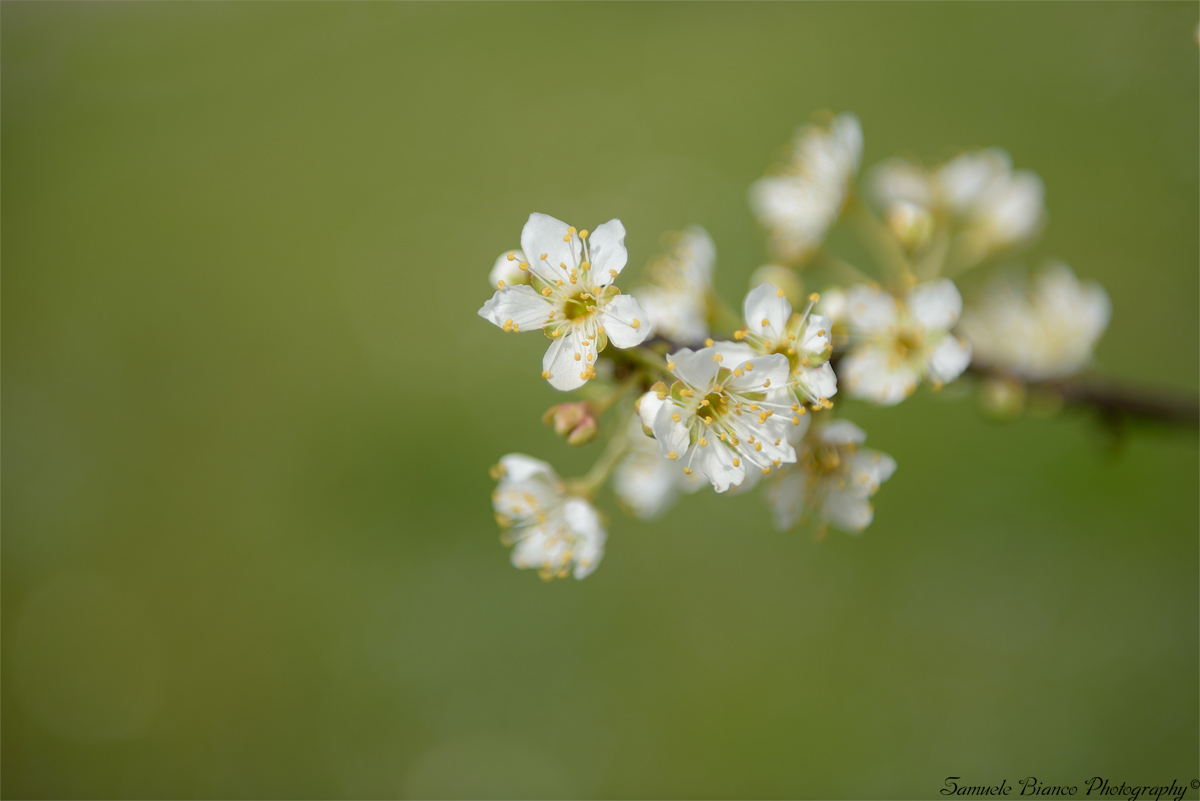 Plum Blossoms...